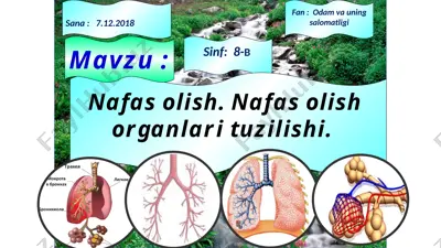 nafas olish organlari tuzilishi — PPTX