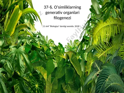 o‘simliklarning generativ organlari filogenezi — PPTX