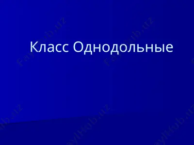 однодольные — PPTX