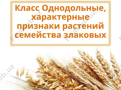 однодольные, характерные признаки растений семейства злаковых — PPTX