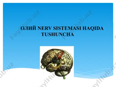 олий nerv tizimi haqida maqola — PPTX
