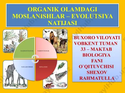 organik o'lamdagi moslanishlar - evolutsiya natijasi — PPTX