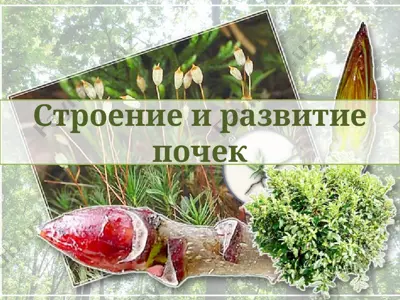 строение и развитие почек — PPTX
