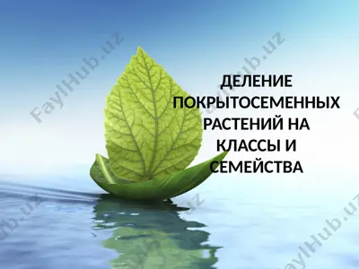 delenie pokrytosemennykh rasteniy na klassy i semeystva — PPTX