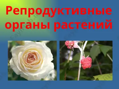 reproduktiv organlar rasteniy — PPTX