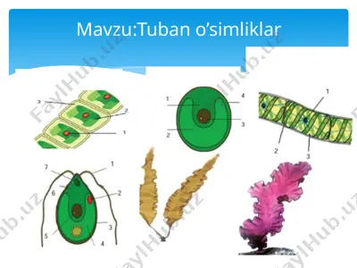 tuban o’simliklar — PPTX