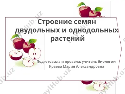 строение семян двудольных и однодольных растений — PPTX