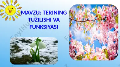 terining tuzilishi va funksiyasi — PPTX