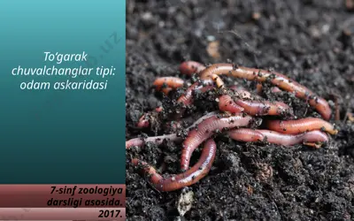 to‘garak chuvalchanglar — PPTX