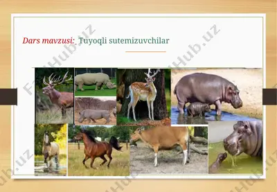 tuyoqli sutemizuvchilar — PPTX