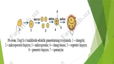 o'simliklarda urug'lnish masalalari — PPTX