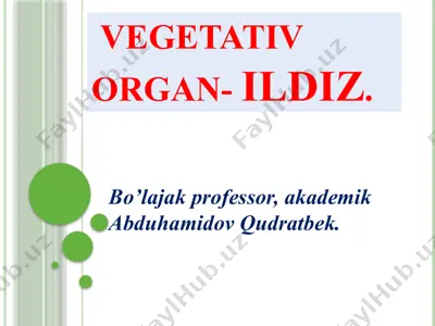 ildiz - vegetativ organ — PPTX