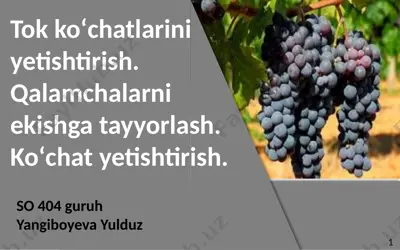 tok ko‘chatlarini yetishtirish — PPTX