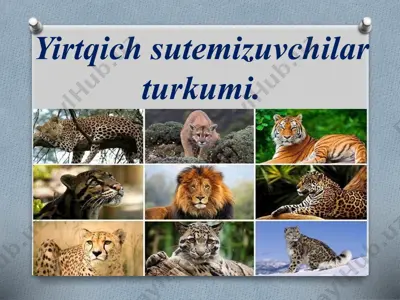 yirtqich sutemizuvchilar turkumi — PPTX