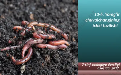 yomg‘ir chuvalchangining ichki tuzilishi — PPTX