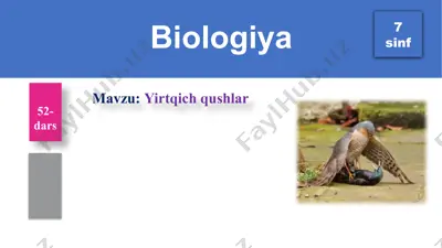 yirtqich qushlar — PPTX