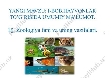 i-bob. hayvonlar to'g'risida umumiy ma'lumot — PPTX