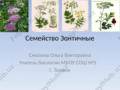 семейство зонтичные — PPTX