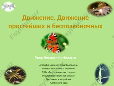 движение. движение простейших и беспозвоночных — PPTX