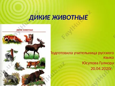 yovvoyi hayvonlar — PPTX