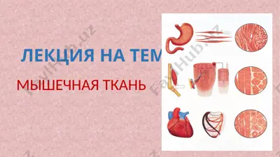 лекция на тему: мышечная ткань — PPTX