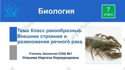 класс ракообразные. внешнее строение и размножение речного рака — PPTX