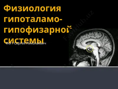 физиология гипоталамо-гипофизарной системы — PPTX