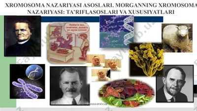 xromosoma nazariyasi asoslari. morganning xromosoma nazariyasi: ta’rifi, asoslari va xususiyatlari — PPTX