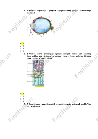 rasmdagi ganglioza bo‘lgan tuzilmalar — DOCX