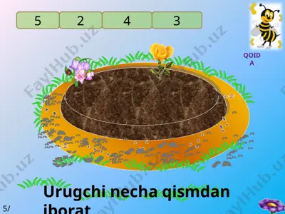 gul osimliklarining jinsiy kopayish organi — DOCX