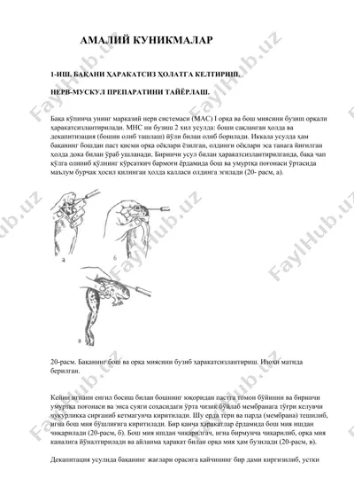 нерв-мускул препаратини тайёрлаш — DOCX
