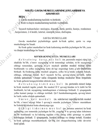 gavda muskullarining joylashishi va ahamiyati — PDF