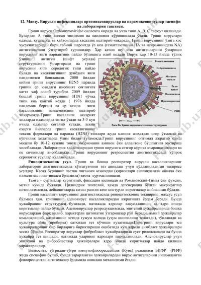 вирусли инфекциялар: ортомиксовируслар ва парамиксовируслар таснифи ва лаборатория ташхиси — DOCX