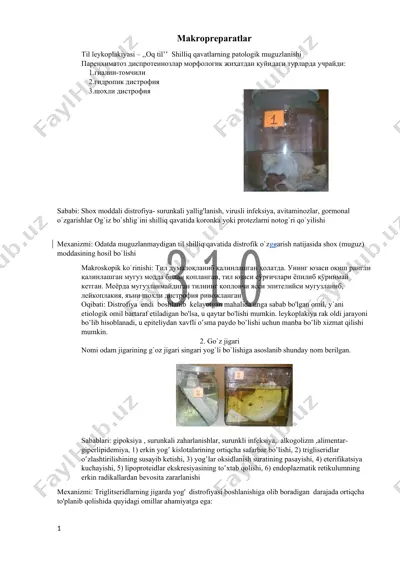makropreparatlar — DOCX