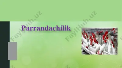 parrandachilik — PPTX