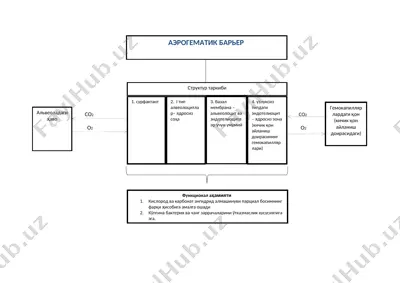 gaz almashish fiziologiyasi — DOCX