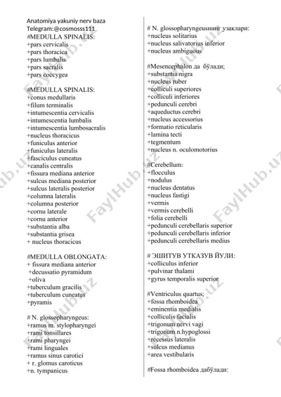 anatomiya yakuniy nerv baza — DOCX