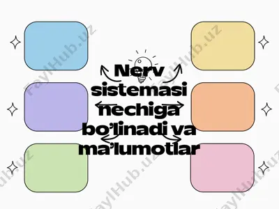 nerv sistemasi bo'linishi va ma'lumotlar — PDF