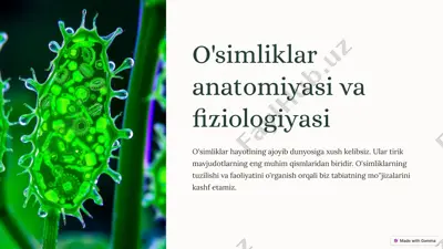 o'simliklar anatomiyasi va fiziologiyasi — PPTX