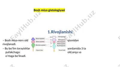 bosh miya gistologiyasi — DOCX