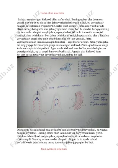 nafas olish sistemasi — DOCX