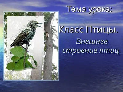 vneshnee stroenie ptitsy — PPT