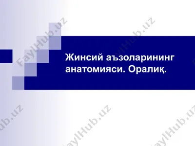 жинсий аъзоларининг анатомияси. оралиқ. — PPT
