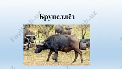 бруцеллёз — PPTX