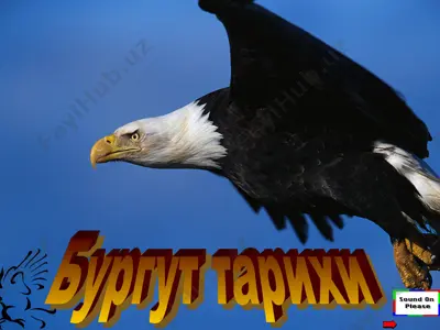 бургут тарихи — PPT