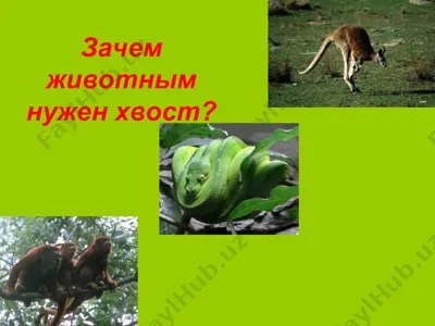 зачем животным нужен хвост? — PPT