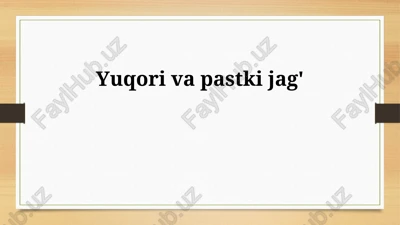 yuqori va pastki jag'ning anatomiyasi va fiziologiyasi — PPTX