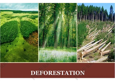 deforestation — PDF