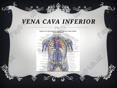 ostqigovekvena (vena cava inferior) — PPTX