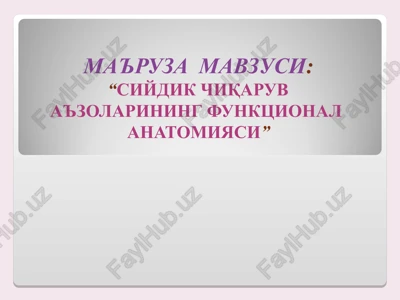 "siydik chiqaruv a'zolarining funktsional anatomiyasi" — PPT